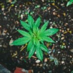 Possess Marijuana