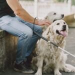 Service Animal