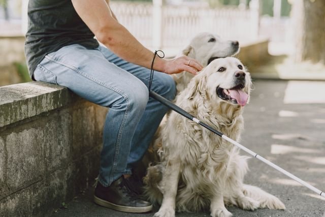 Service Animal